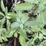 Salvia fruticosa Лист