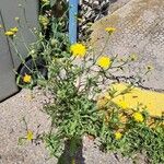 Sonchus arvensis Цветок