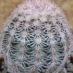 Echinocereus dasyacanthus Лист