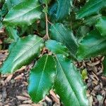 Elaeagnus macrophyllaBlatt