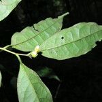 Diospyros bipindensis Hoja