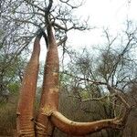 Adansonia grandidieri Bark