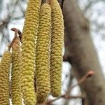 Corylus americana Flower