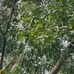 Acacia auriculiformis Liść