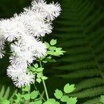 Thalictrum aquilegiifolium Flower