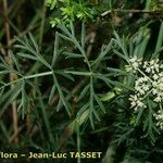 Dichoropetalum carvifolia Egyéb