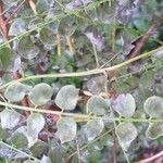 Indigofera heterantha Leaf