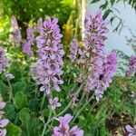 Francoa appendiculata Цвят