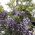 Wisteria floribundaFlor