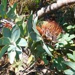Protea nitida Blüte