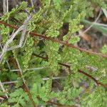 Allosorus pteridioides Fruit