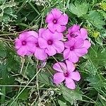 Oxalis articulata Otro