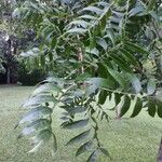 Pistacia chinensis Foglia