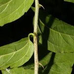 Celtis iguanaea List