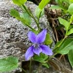 Viola canina Cvet