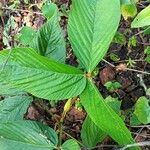 Paullinia rugosa Feuille