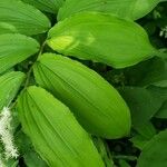 Maianthemum racemosum 葉