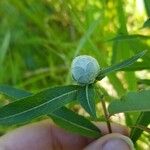 Salix eriocephala Leaf