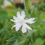 Silene dichotoma Floare