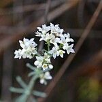 Galium glaucum Λουλούδι