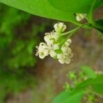 Gynochthodes myrtifolia Blomst