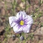 Nierembergia linariifolia Flower