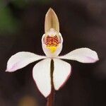 Caladenia catenata 花