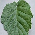 Corylus cornuta Leaf