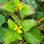 Calyptocarpus vialis Flower