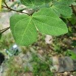 Bauhinia tomentosa 葉