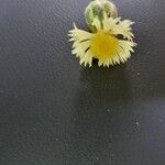 Pilosella officinarum Blüte
