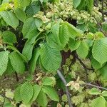 Ulmus glabra Ліст