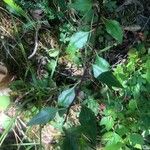 Pyrus cordata Folha