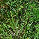 Carex lachenalii Hábito