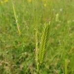 Triticum monococcum Fula