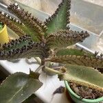 Kalanchoe daigremontiana Φύλλο