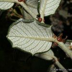 Ceanothus crassifolius Ліст