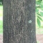 Lonchocarpus parviflorus 樹皮