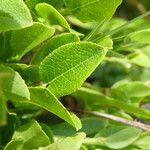 Vaccinium uliginosum Leaf