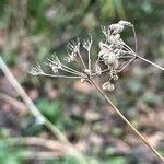 Torilis japonica Fruchs