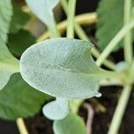 Mertensia maritima Leaf