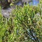 Erica arborescens Leaf