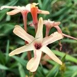 Ixia paniculata Flor