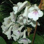 Streptocarpus primulifolius Virág