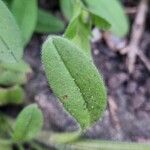 Myosotis ramosissima Leaf