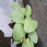 Plantago major Leaf