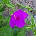 Mirabilis jalapaFlower