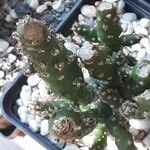 Tephrocactus verschaffeltii List