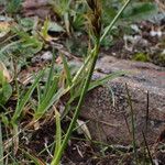 Carex uncinioides Habit