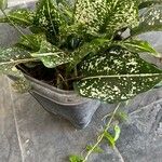 Aglaonema costatum葉